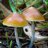 Psilocybe Subaeruginosa