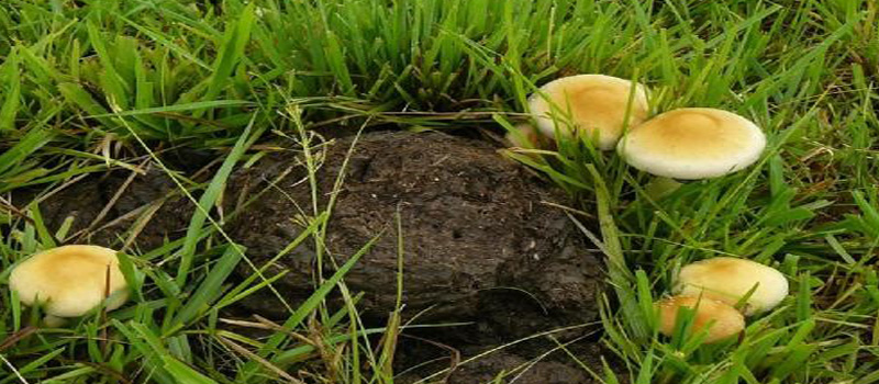 Psilocybe Cubensis Ultimate Guide - Trufflemagic - Fresh Truffles & Grow  Kits